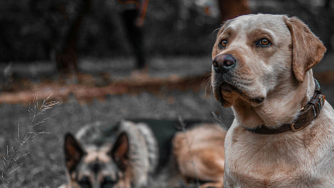 Cane guarda a lato