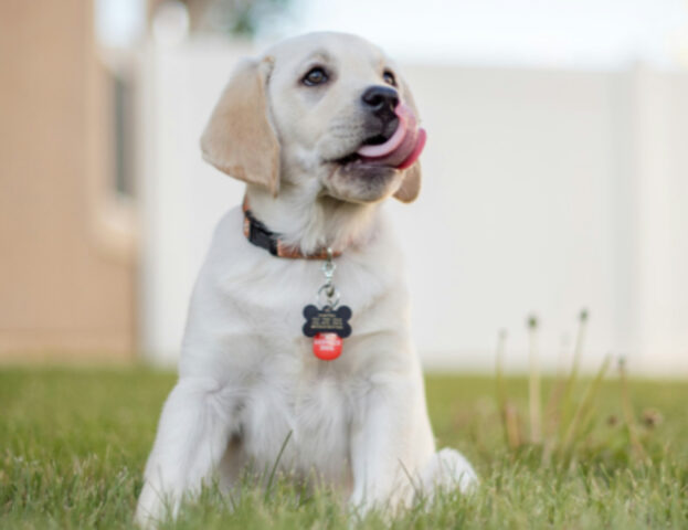 Cosa significa sognare di essere leccati da un cane?