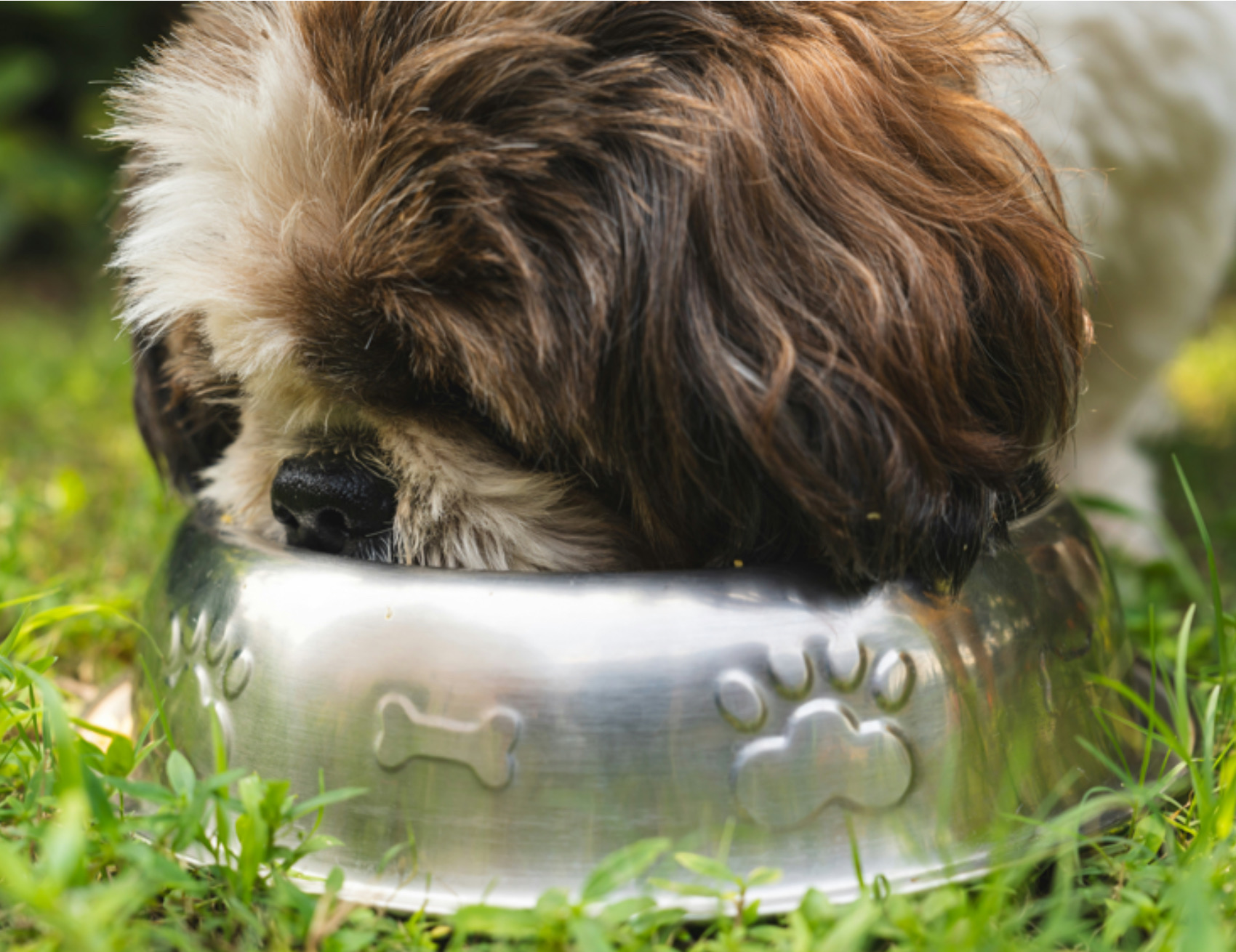 Cane mangia