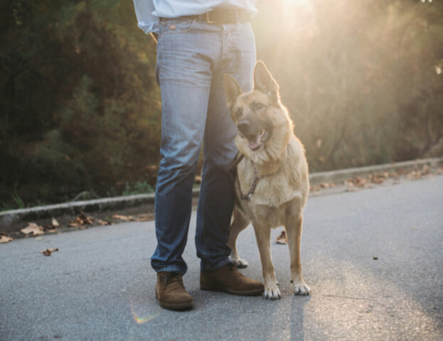 Cosa significa sognare di raccogliere le feci del cane?