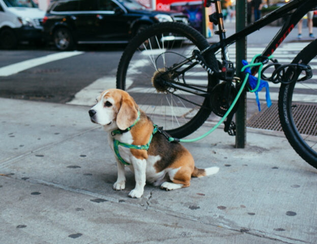 Cosa significa sognare di tenere un cane al guinzaglio?