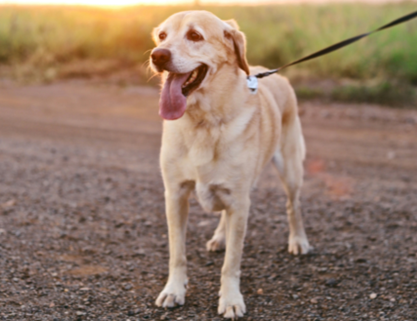 Cane guarda avanti