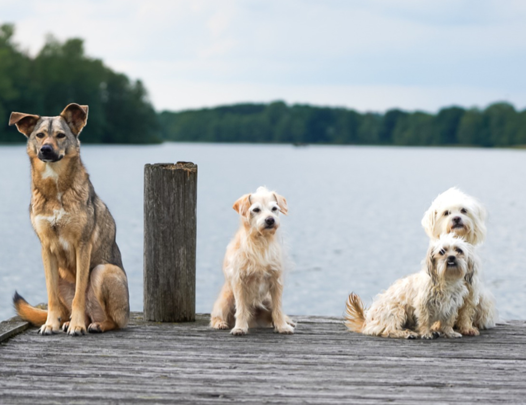 Cani al lago