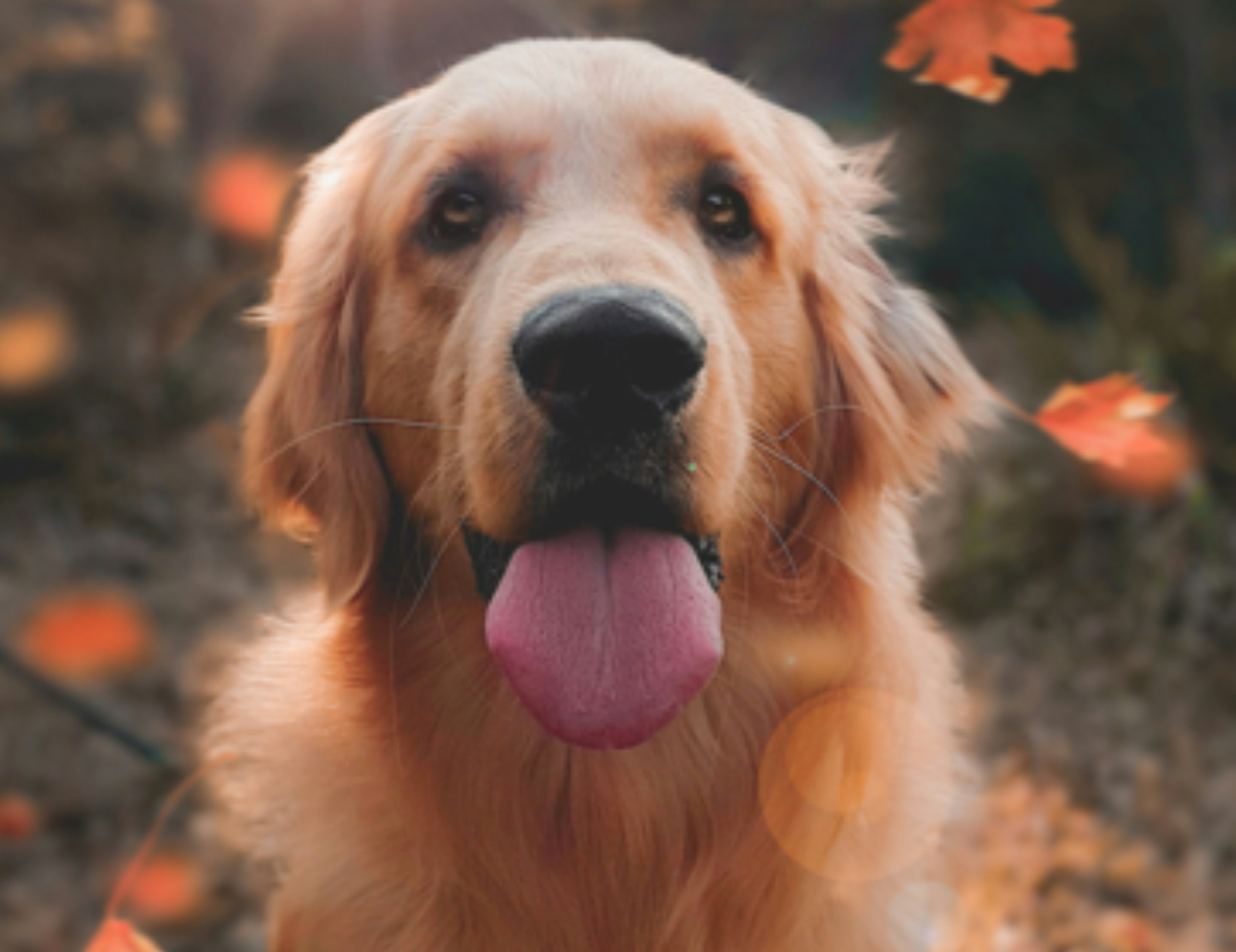 Cane guarda avanti