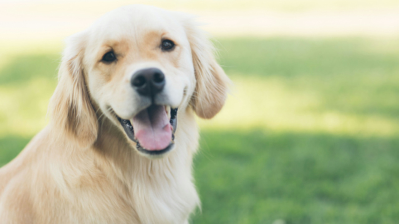 Cane è felice