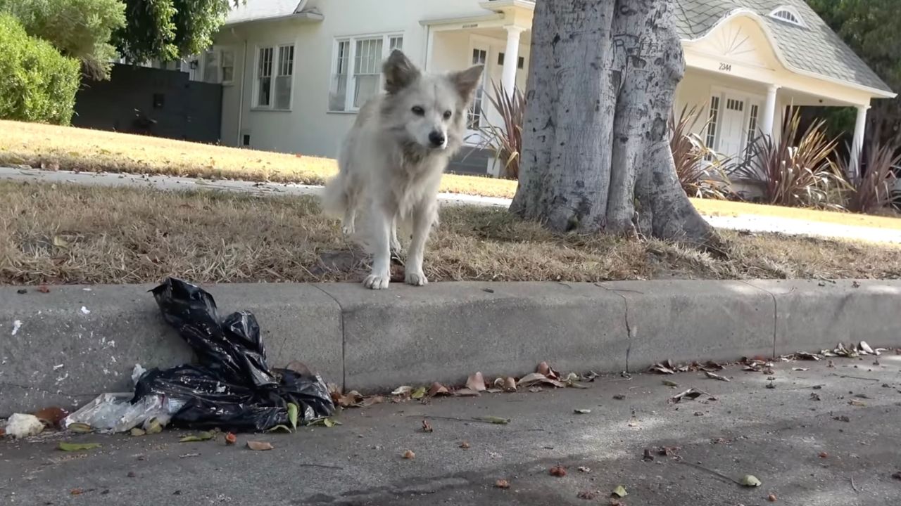 Cagnolino bianco