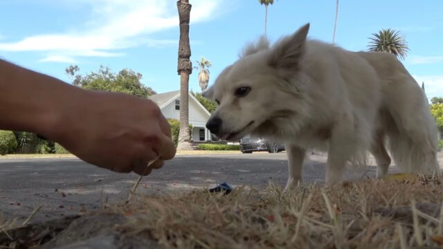 Dopo l’abbandono ha vissuto anche di peggio: per la fame il cane ha mangiato veleno per topi – Video