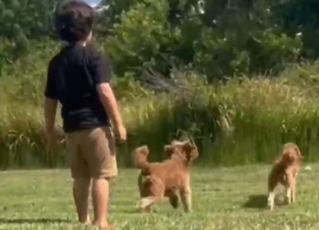 Due adorabili cani abbandonati dai genitori hanno una nuova possibilità dopo aver incontrato persone meravigliose