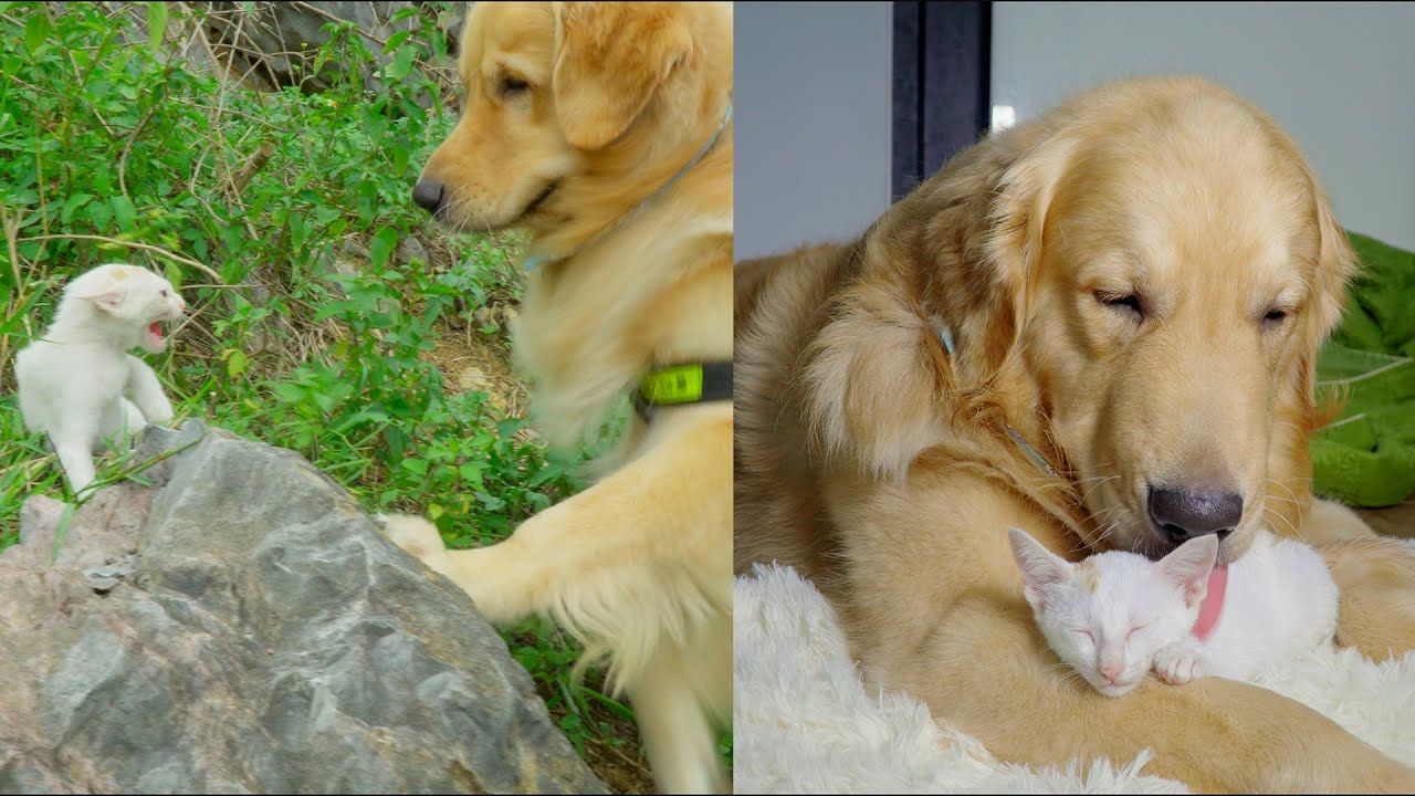 Golden Retriever si prende cura del gattino