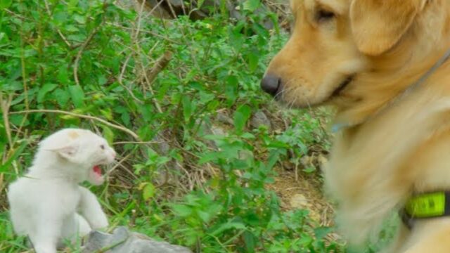 Durante la passeggiata i Golden Retriever si sono fermati: il padrone non poteva immaginare cosa sarebbe accaduto – Video