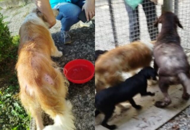 È successo ancora in Italia: l’Enpa ha trovato questi cani in condizioni pietose