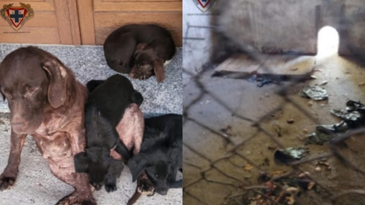 salvati 5 cani maltrattati dall'Enpa