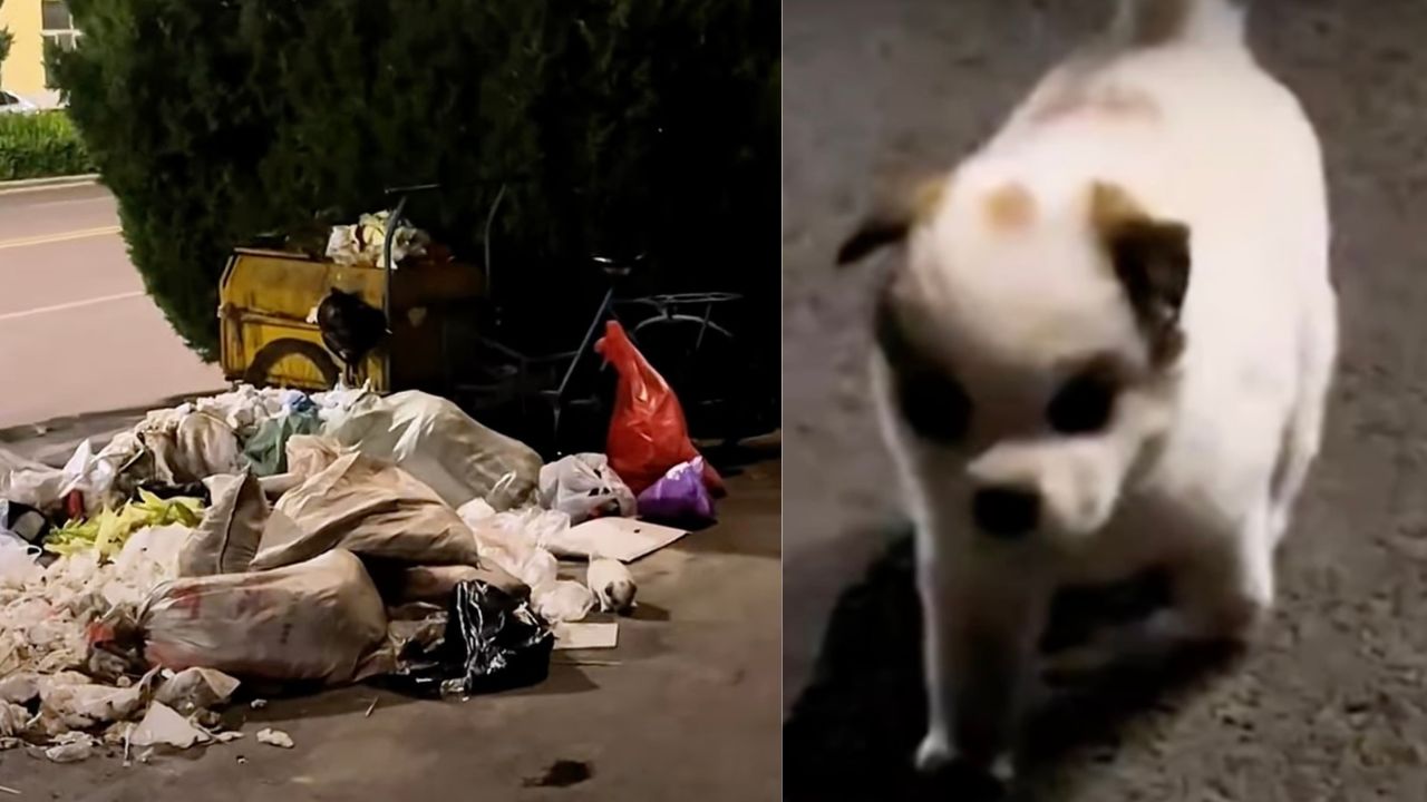 Cucciolo di cane in discarica