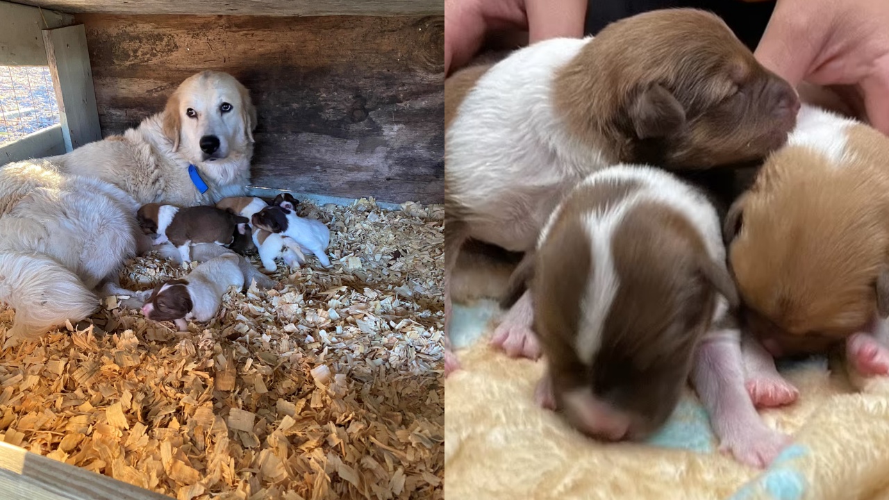 cagnolina adotta cuccioli