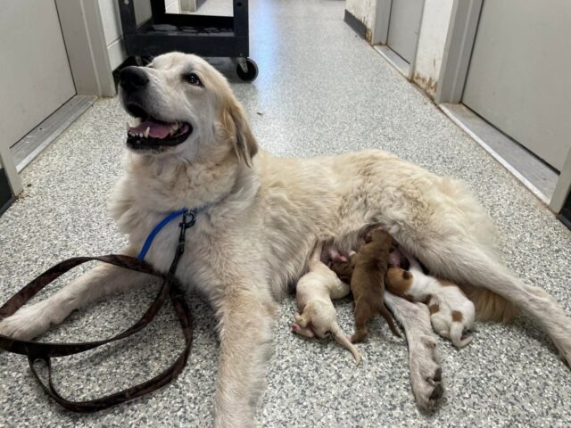 Ha accolto i cuccioli di un’altra mamma cane come se fossero suoi: la cagnolina è piena d’amore