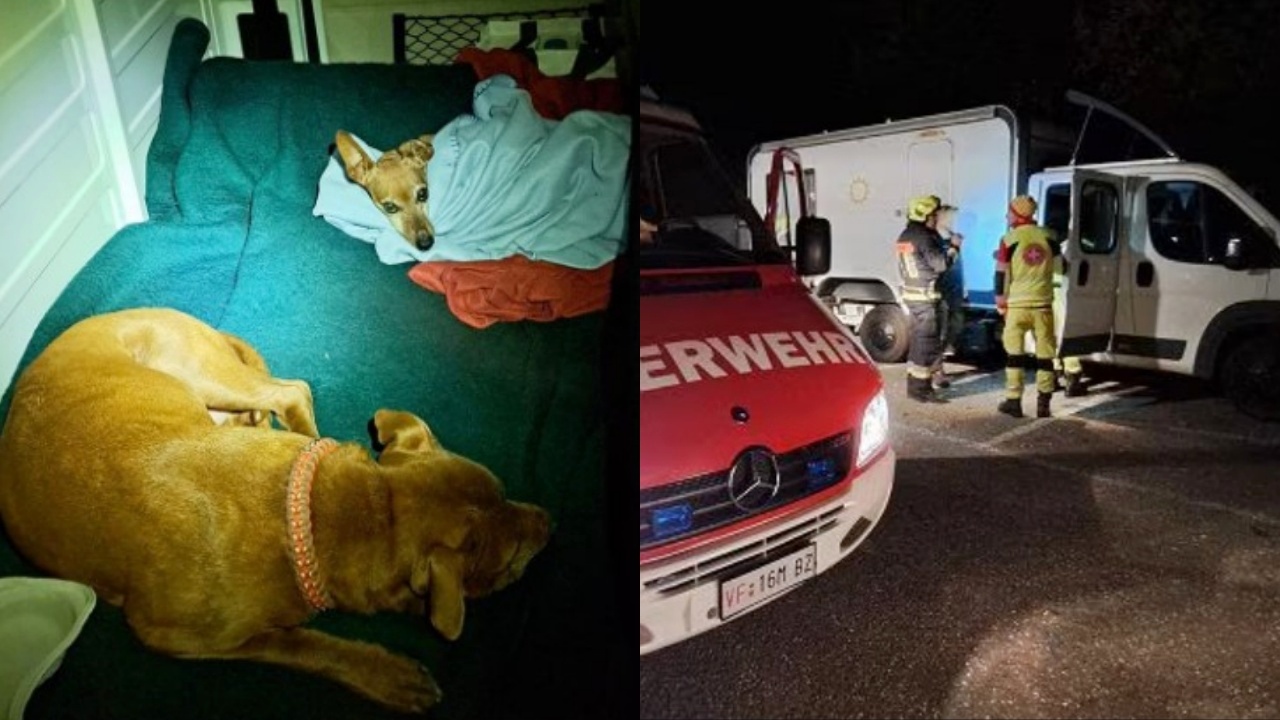 incidente cani bloccati nel camper