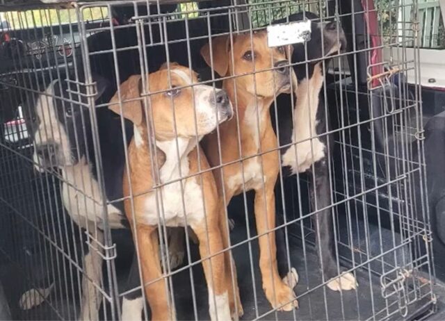 I cuccioli di cane rinchiusi in un cortile abbandonato fa piangere i volontari, quando li hanno visti erano senza parole