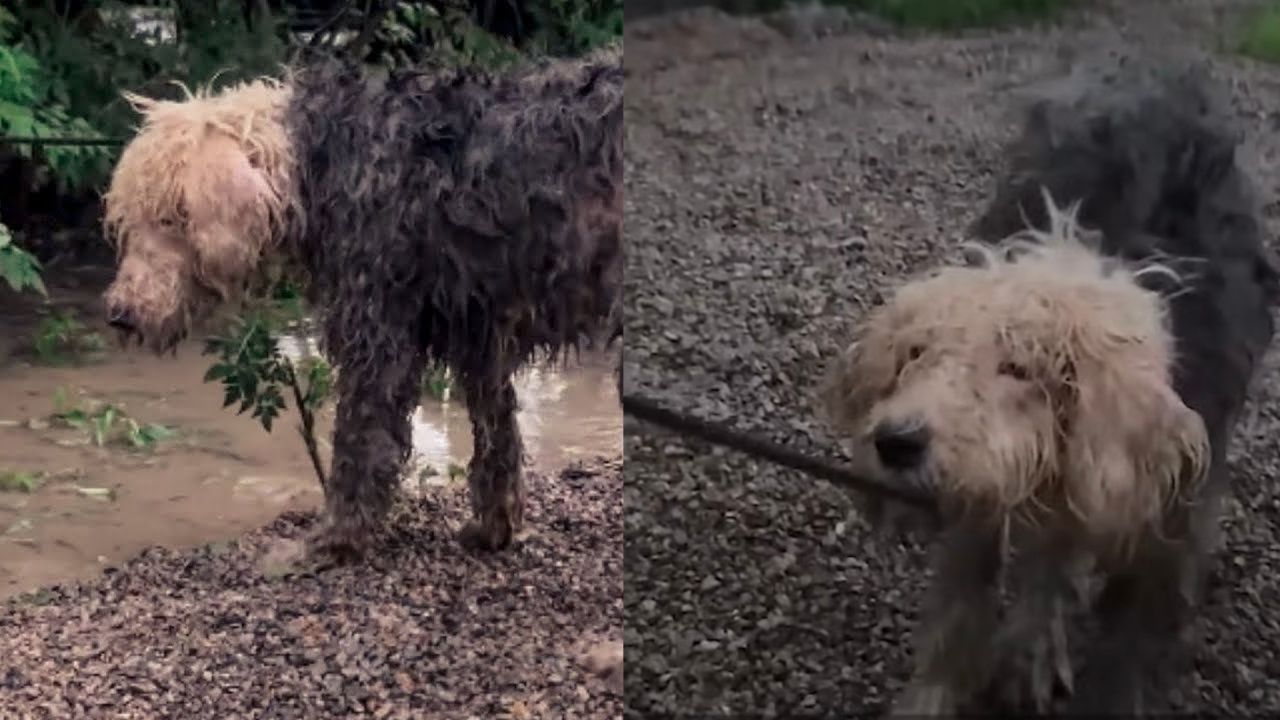 Cane abbandonato ha delle vistose ferite