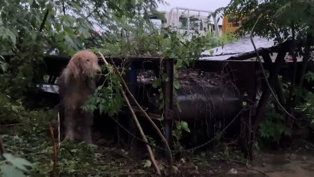 Il cane è ferito: è stato abbandonato durante un temporale e lasciato al suo destino da un padrone crudele – Video