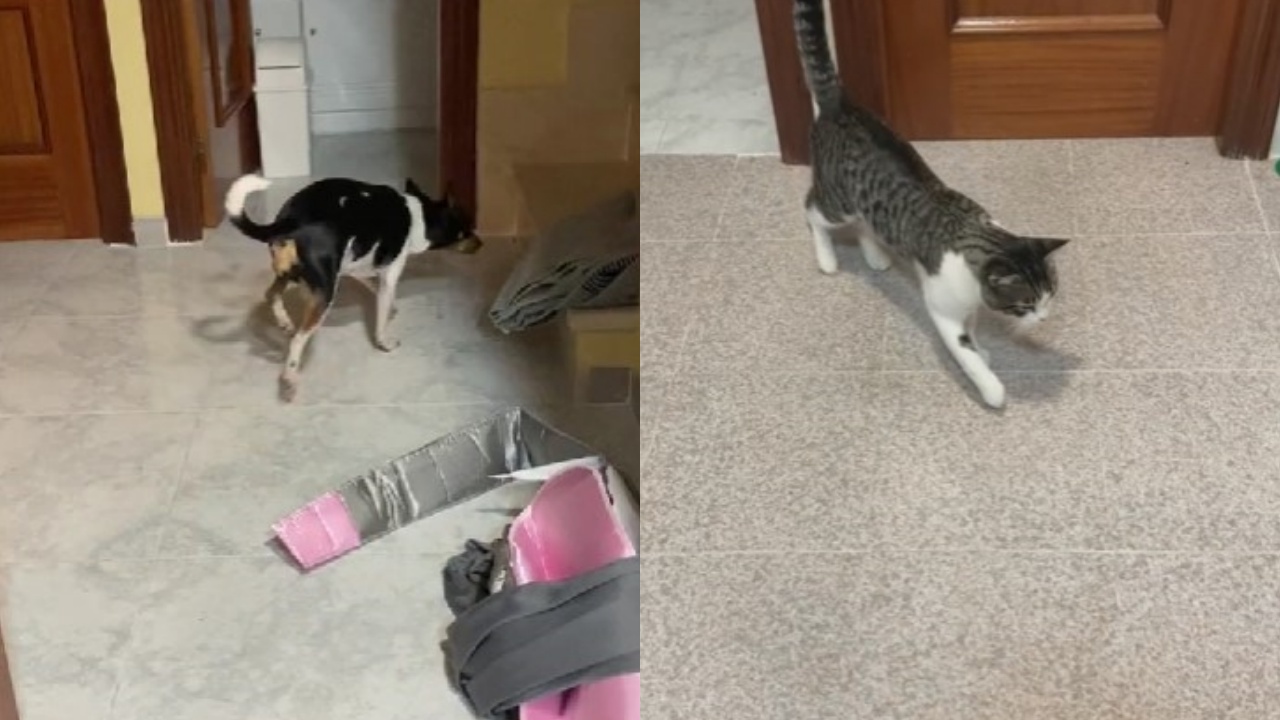 gatto imita cane appena lo vede zoppicare