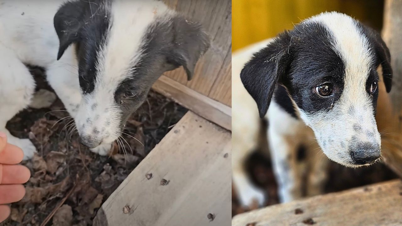 Cucciolo di cane sperduto