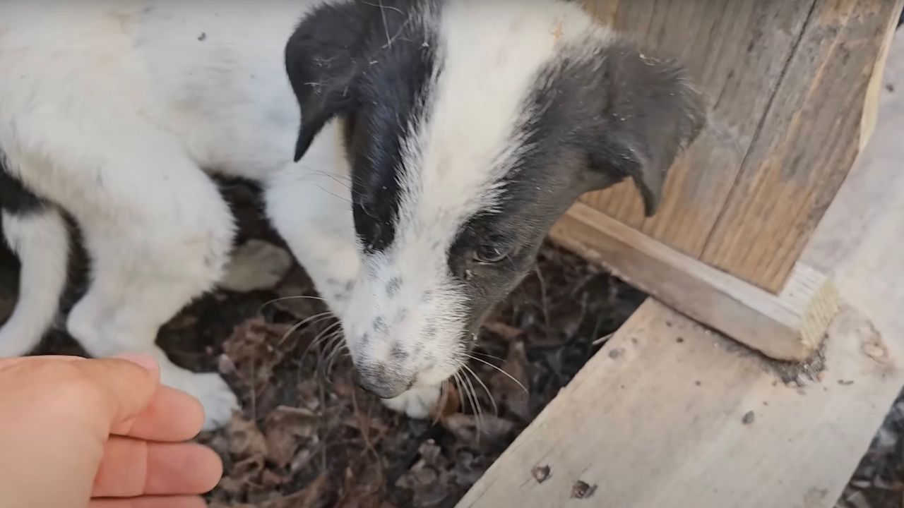 Cucciolo di cane bianco e nero