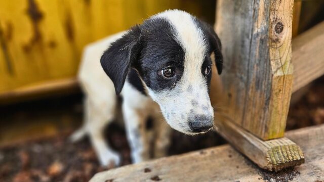 Il cucciolo di cane implorante pregava tutti quelli che passavano da lì per essere salvato – Video