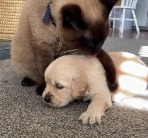 Il cucciolo di cane non la smette di piangere: è un amico inaspettato a fare la differenza