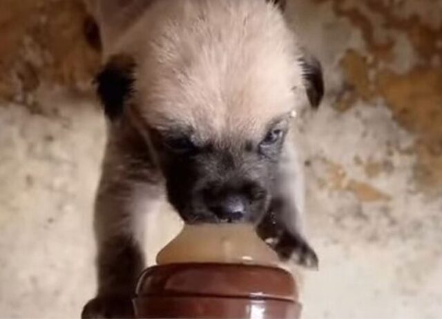 Il minuscolo cucciolo di cane piangeva a dirotto sotto la pioggia battente, sperando che la sua mamma lo sentisse