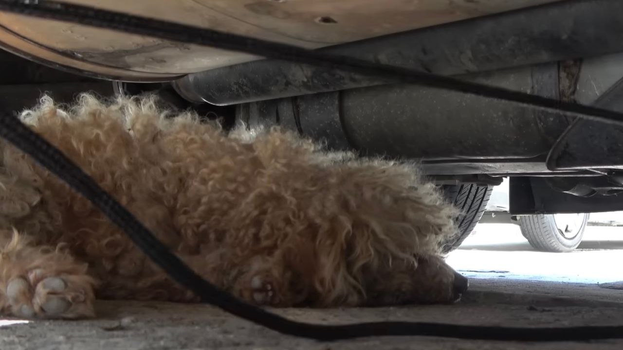 Cane cerca dii nascondersi sotto l'auto