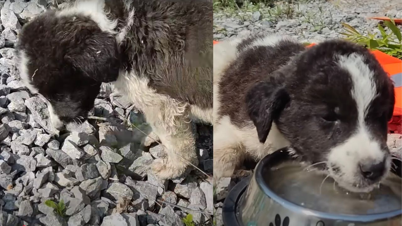 Cagnolina randagia ottiene aiuto da buoni samaritani