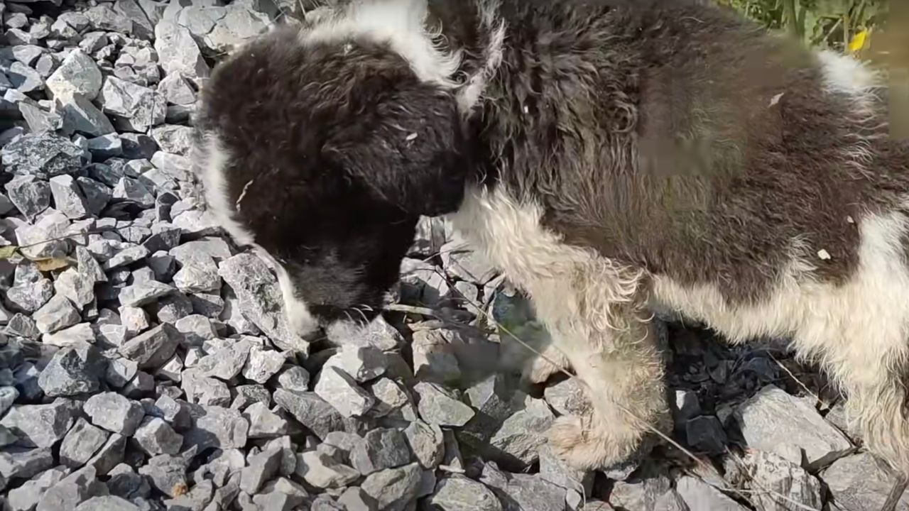 Cagnolina senza un posto dove andare