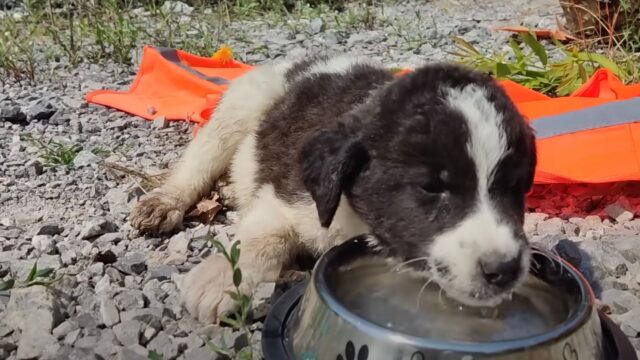 La cagnolina pregava chiunque passava: aveva bisogno di aiuto, ma nessuno la ascoltava – Video