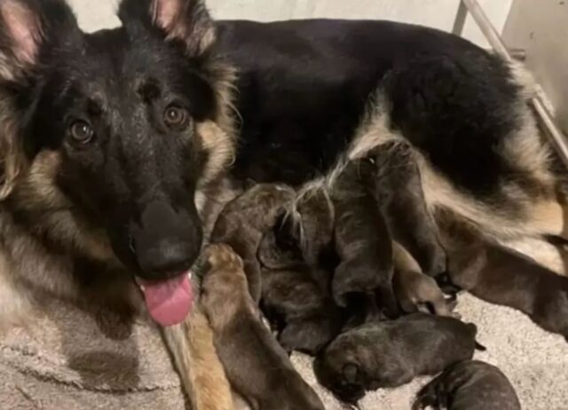 La cagnolina salvata dalle lista dell’eutanasia inizia a dimostrare nel modo più tenero il suo amore alla padrona