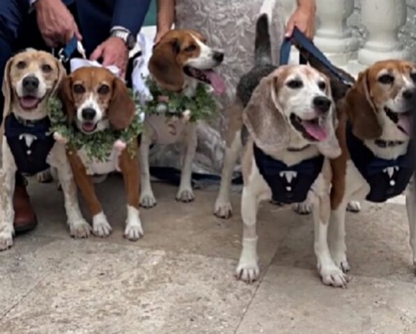 La coppia di sposi ha cinque Beagle salvati dai rifugi, ma nessuno immaginava cosa sarebbe accaduto al matrimonio