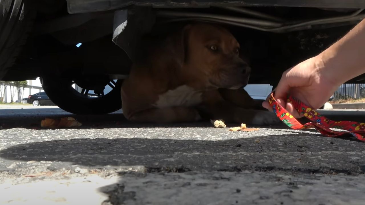 Pit Bull spaventata sotto l'auto