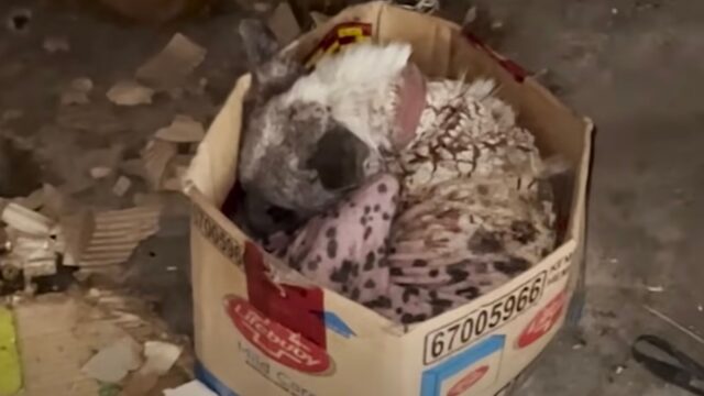 La povera cagnolina randagia viveva in una scatola: cercava di ripararsi, ma era ormai giunta al limite – Video