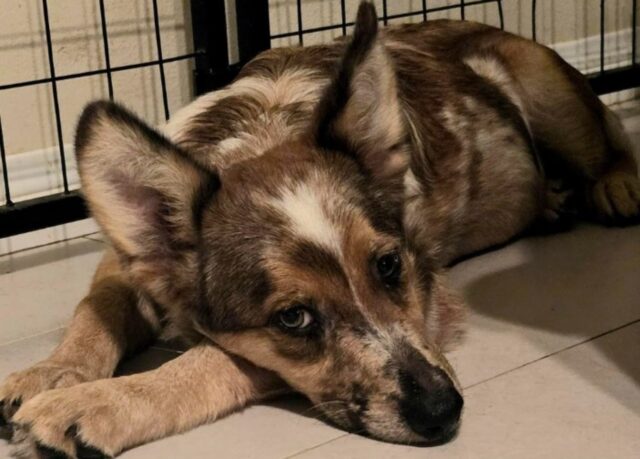 Lo hanno abbandonato quando era gravemente malato, ma questo cane ha fortunatamente avuto il suo riscatto