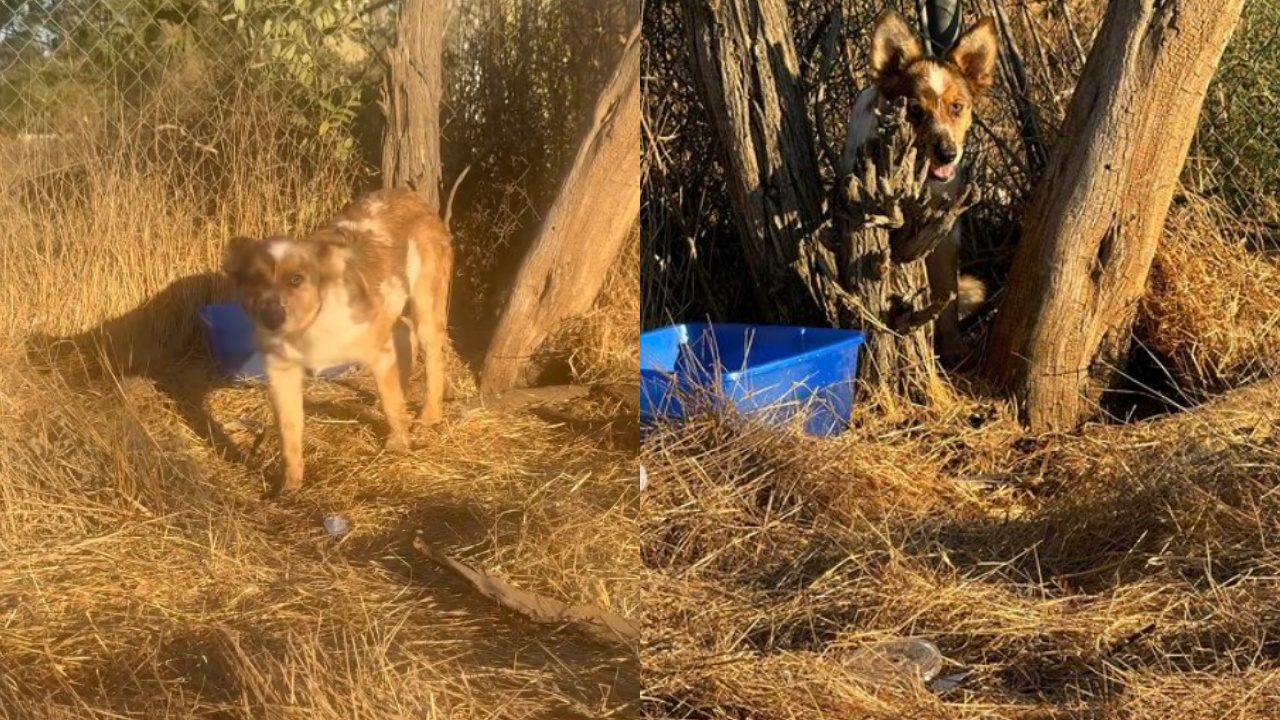 cane abbandonato perché gravemente malato