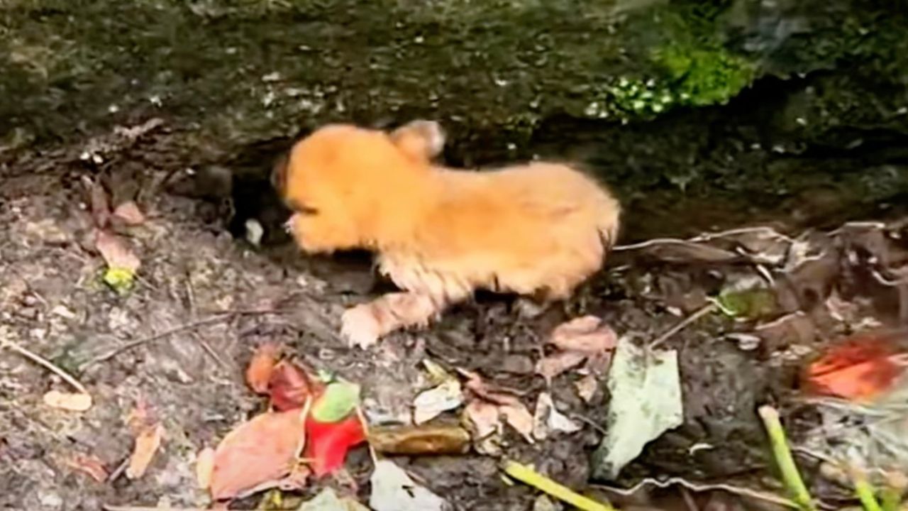 Cane arancione dimenticato dal mondo