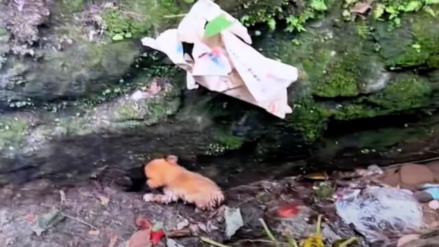 Lo hanno brutalmente abbandonato lasciandolo solo: il cane soffriva per la solitudine e per l’indifferenza – Video