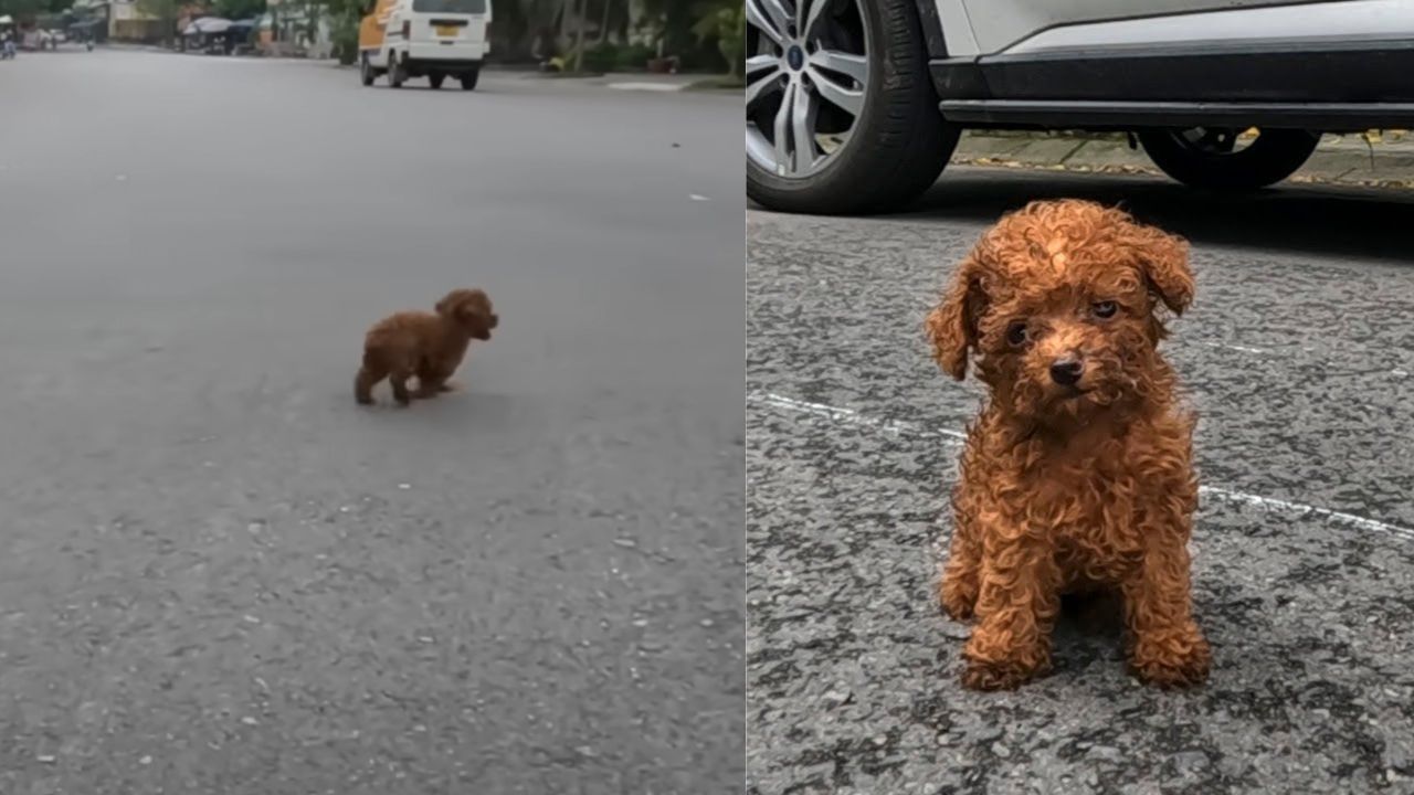 Cagnolino di bell'aspetto senza una famiglia