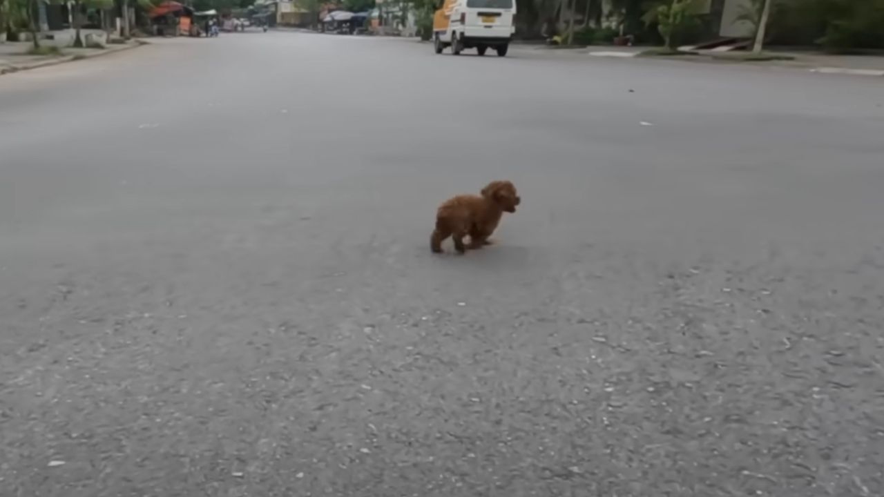 Cagnolino che corre