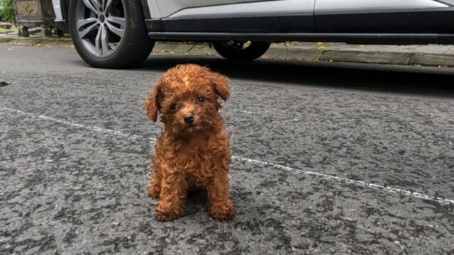 Lo hanno trovato in strada: il cagnolino era così carino che non capivano come mai fosse da solo – Video