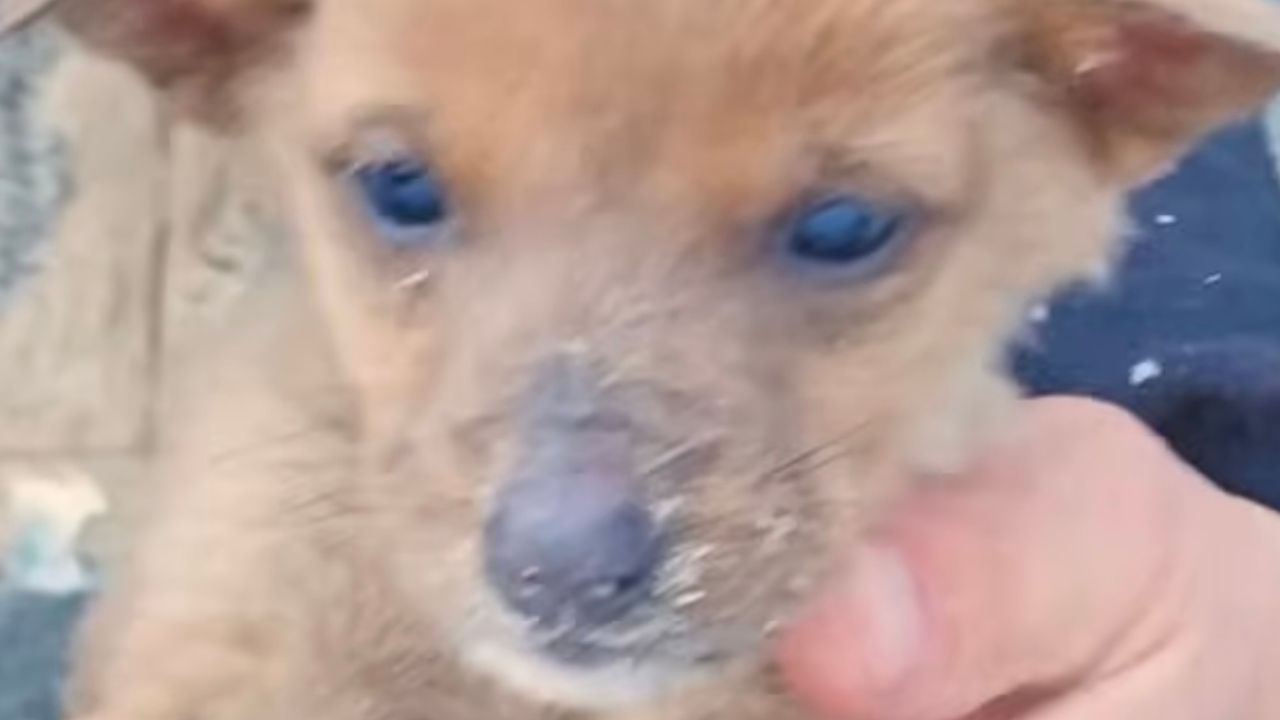 Primo piano cucciolo di cane