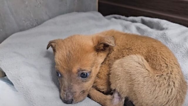 Lo hanno visto piccolo e indifeso: il cucciolo di cane è sopravvissuto a malapena – Video