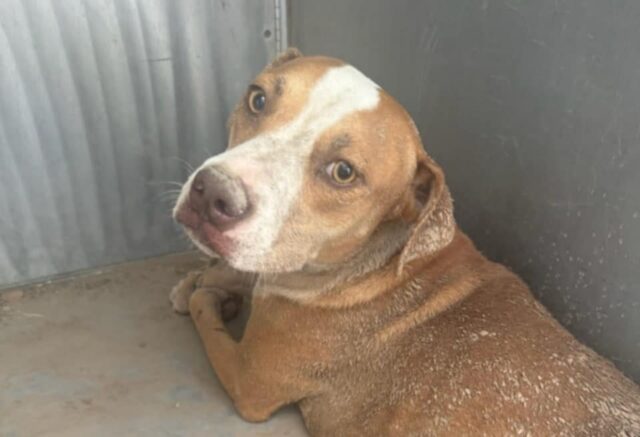 Lo sguardo di questa cagnolina dice tutto sul modo terribile in cui è stata abbandonata