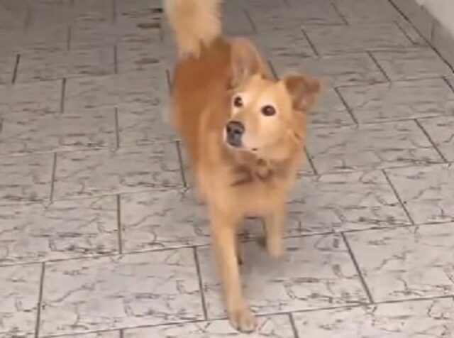 L’uomo appende un cartello per avvisare tutti della ferocia del cane, ma le cose stanno diversamente