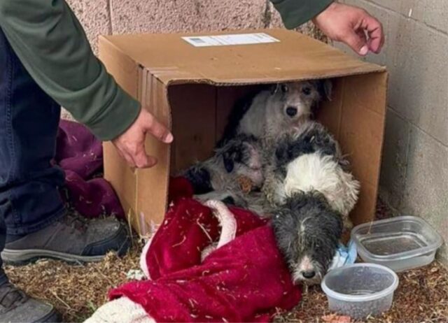 Mamma cane ha afferrato i cuccioli mentre le temperature scendevano, seduta in una scatola sull’erba ghiacciata