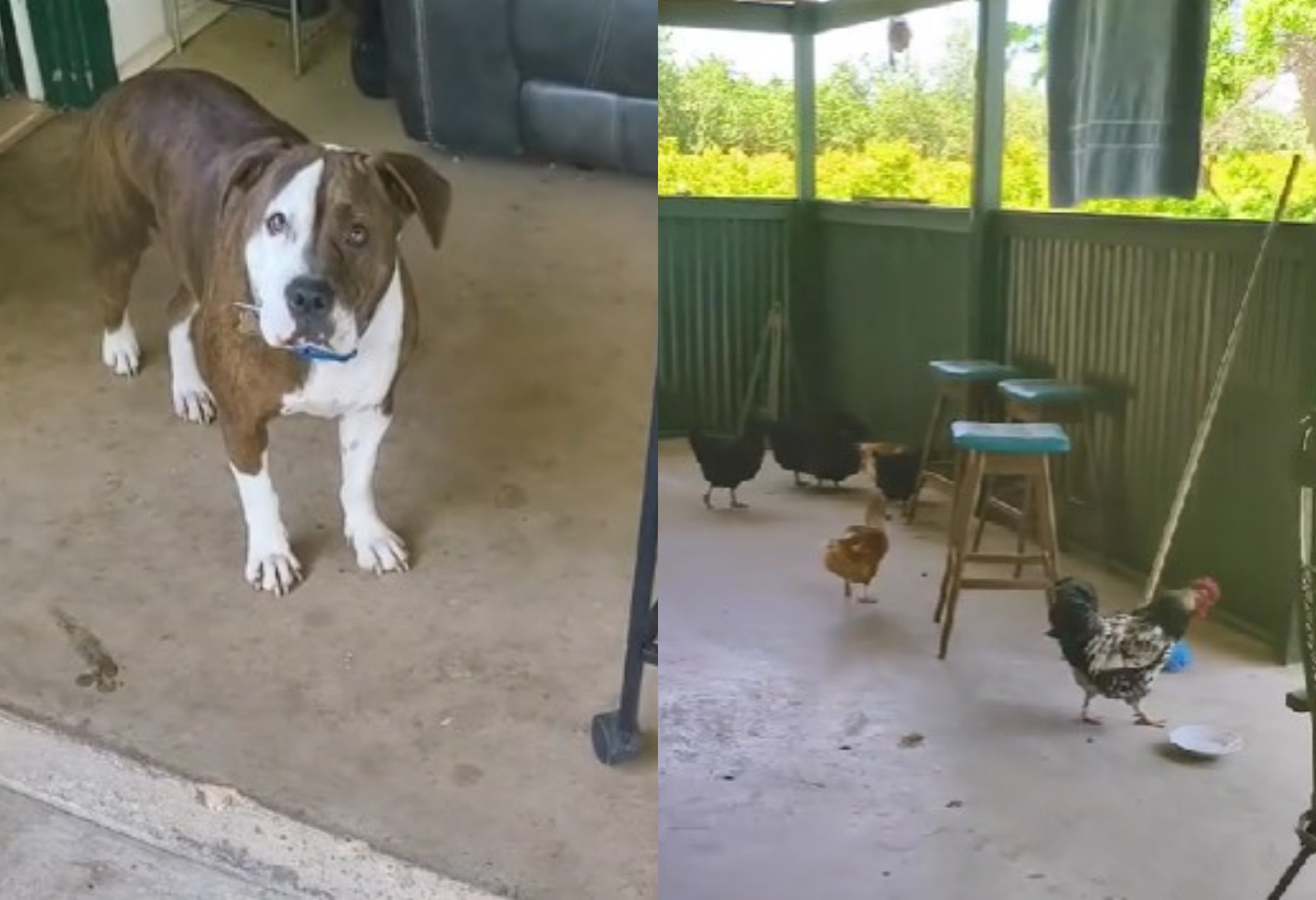 cane porta a casa gruppo di amici